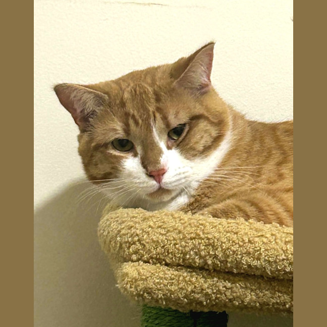 Photo of Ginger Meggs