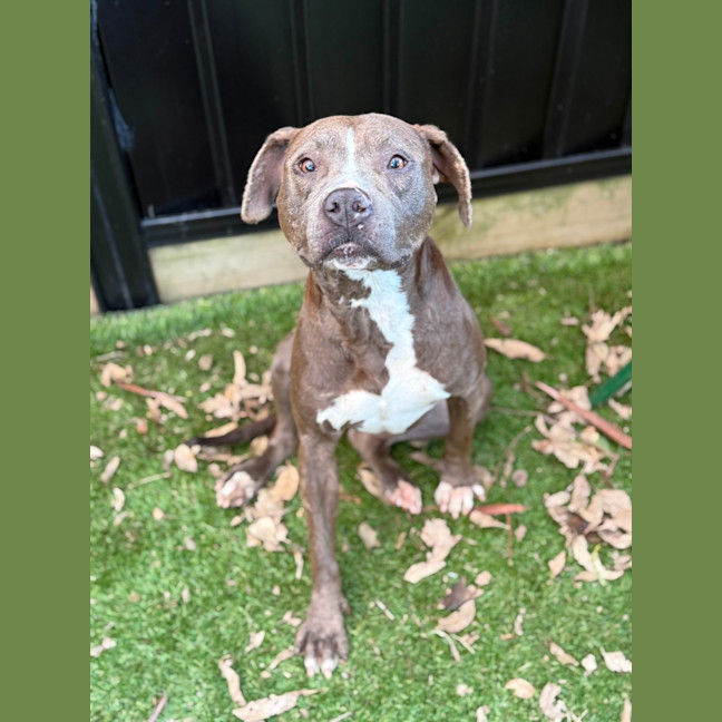 Photo of Moxie