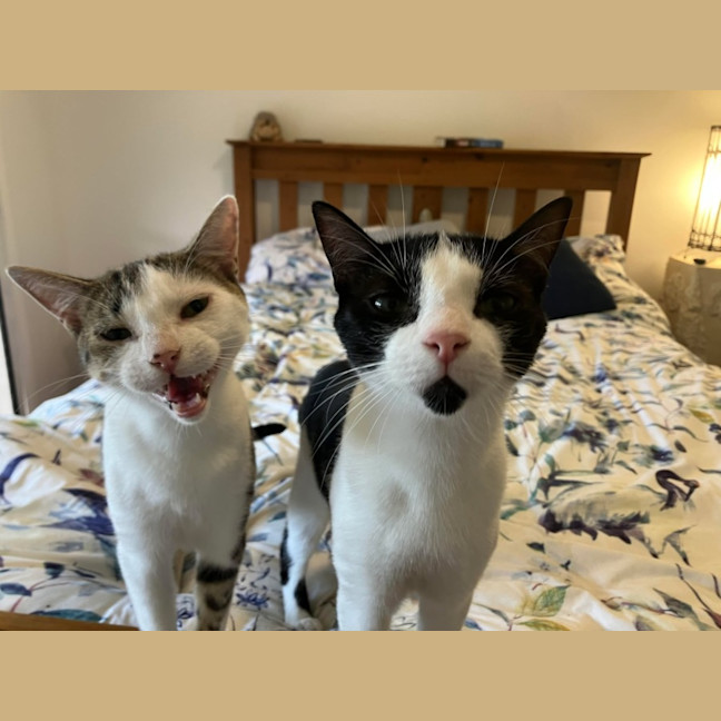 Photo of Sparrow   10 Month Old Domestic Shorthair (Trial)