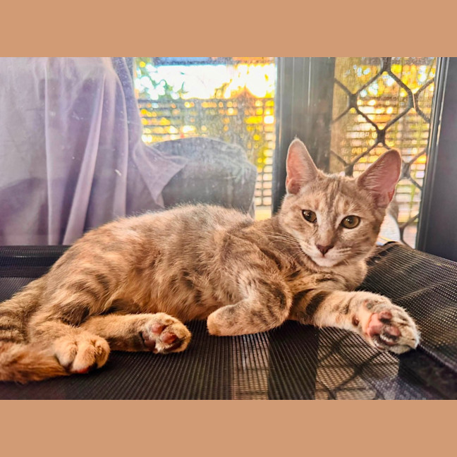 Photo of Lavender