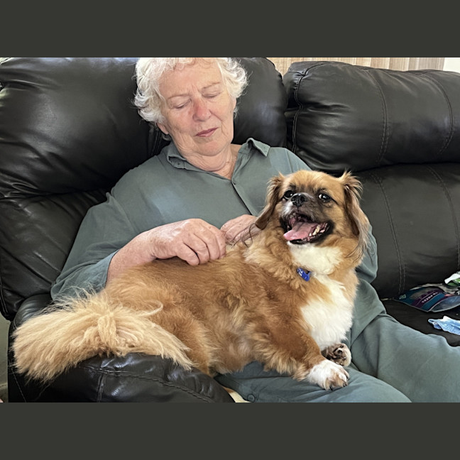 Photo of Matcha 💖Tibetan Spaniel (On Trial 3/2/26)