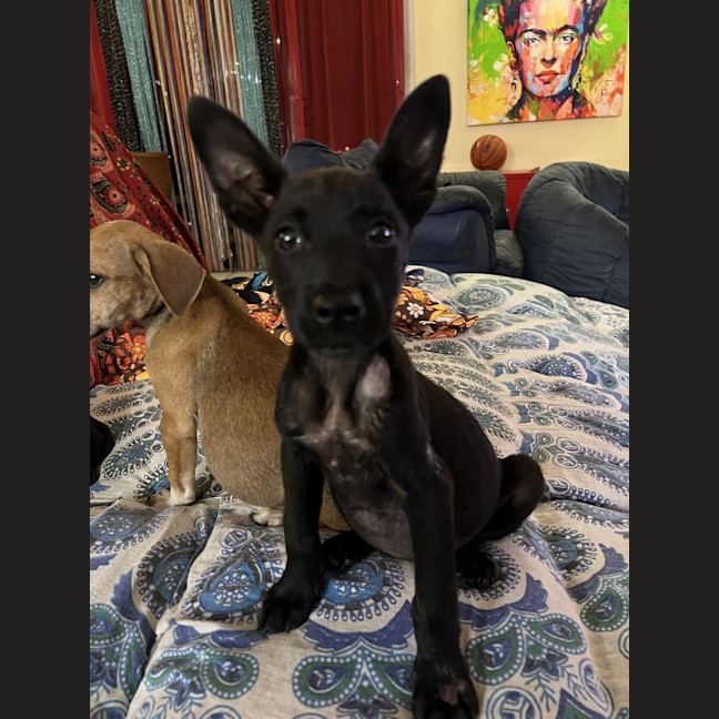 Photo of Skinny Marie (Evie)