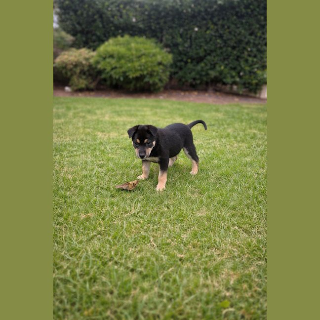 Photo of Dragonfruit 
