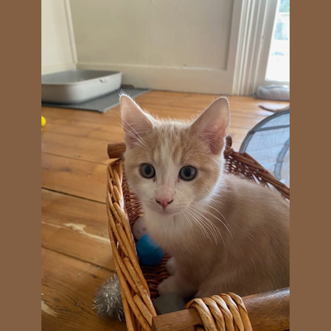 Photo of Carnotaurus 