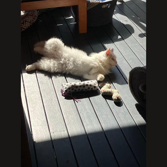 Photo of Old Man Grey *9 Lives Project Rescue*
