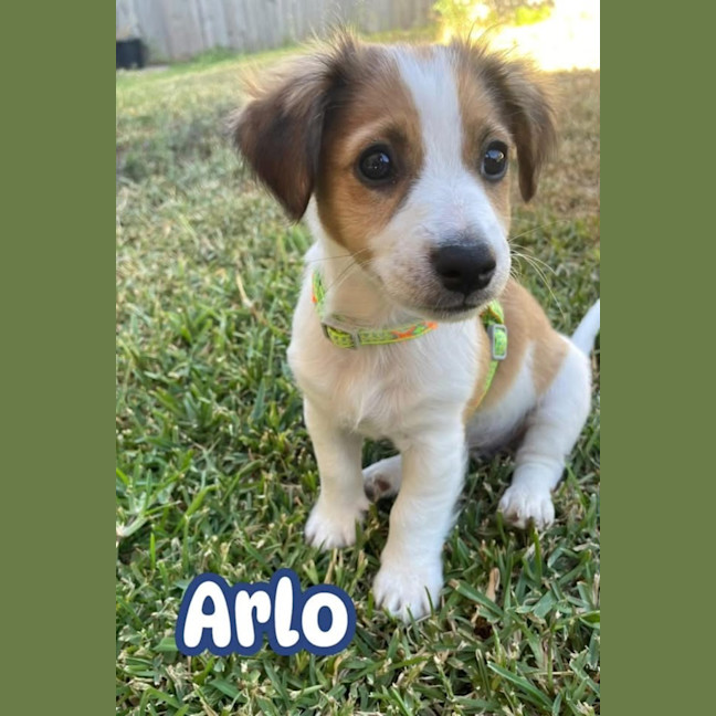 Photo of Arlo