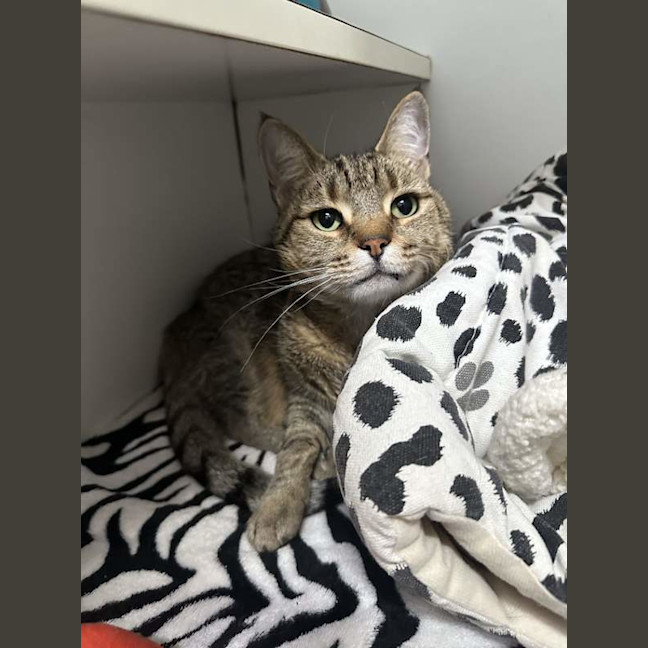 Photo of Snickers