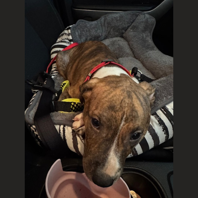 Photo of Cookie   6 Month Old Staffy X Ridgeback