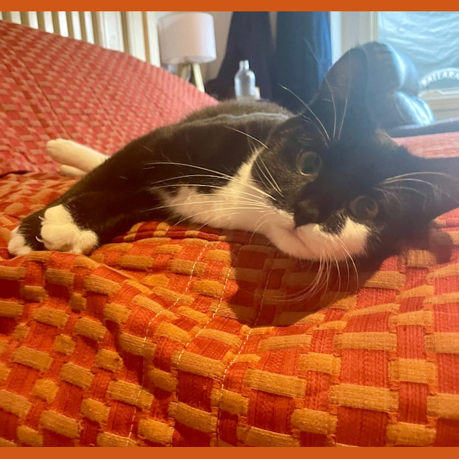 Photo of Spitfire