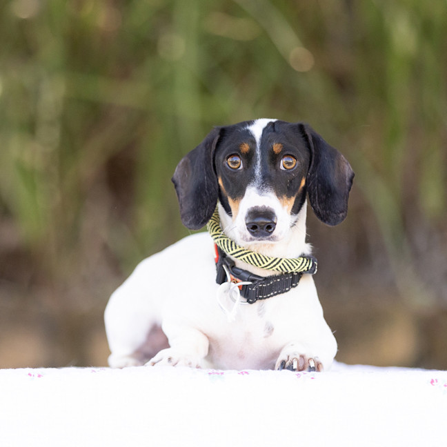 Photo of Dash