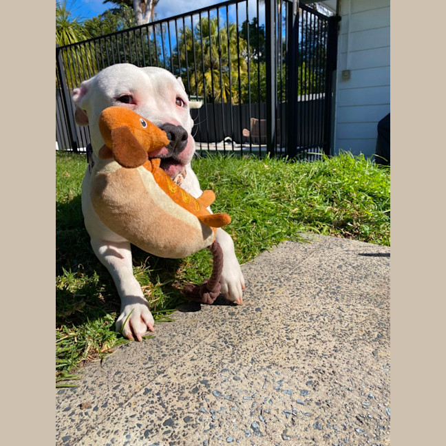 Photo of Lola   2 Year Old Staffy 