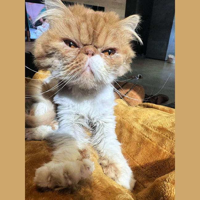 Photo of 😽Linus😽