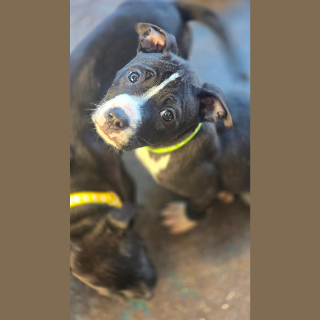 Photo of Cheerilee