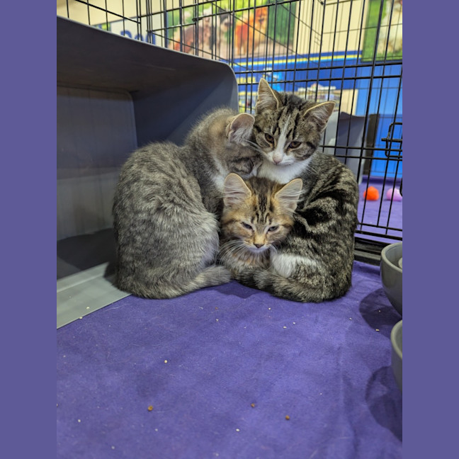 Photo of Thylacine