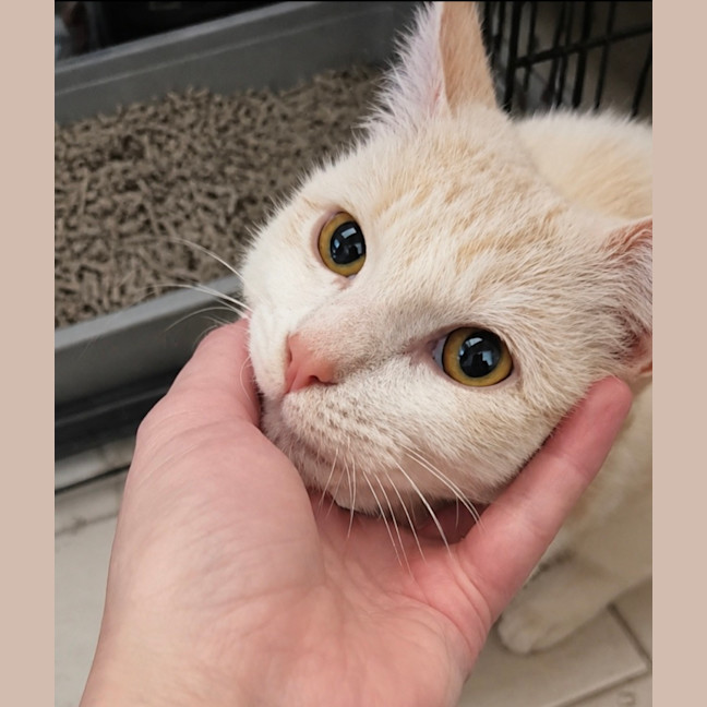 Photo of Peaches 