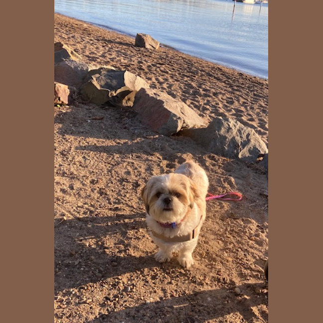 Photo of Misty 🌺 5yo, Shih Tzu (On Trial 2/11/25)