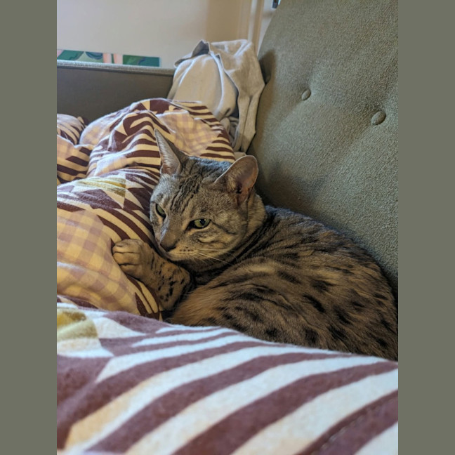 Photo of Maebe   In Foster Care In Thornbury