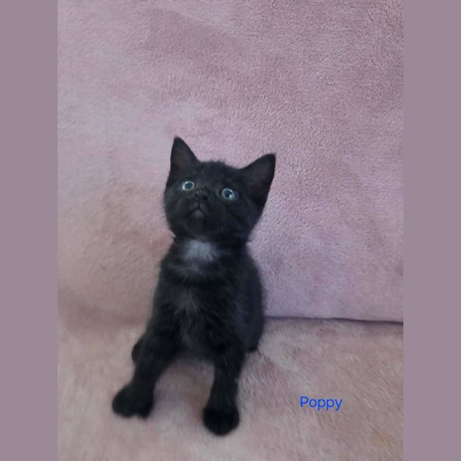 Photo of Poppy