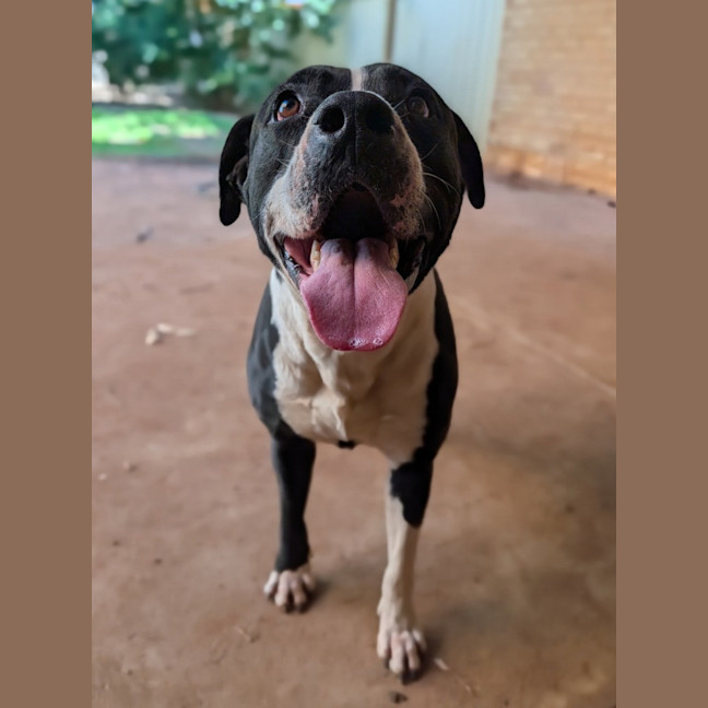 Photo of Oscar