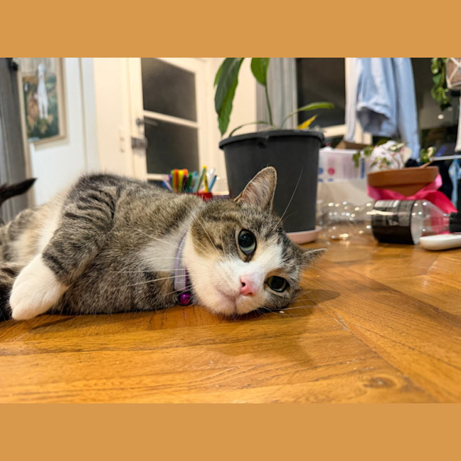 Photo of Mocha