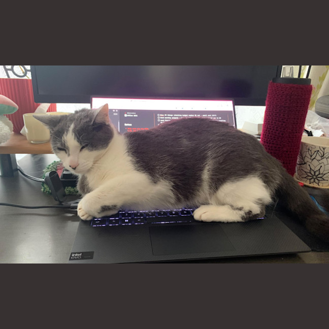 Photo of Mittens