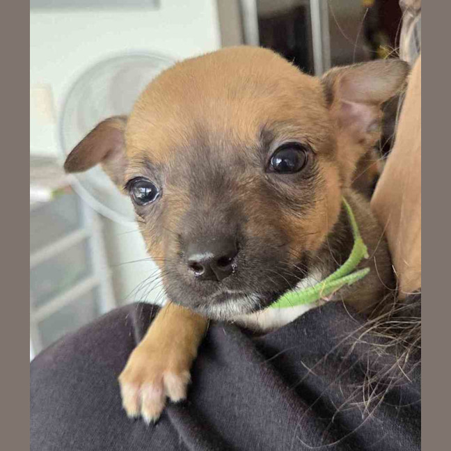 Photo of Oscar
