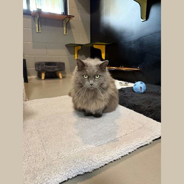 Photo of Miss Puss
