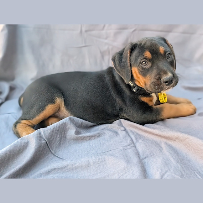 Photo of Clover