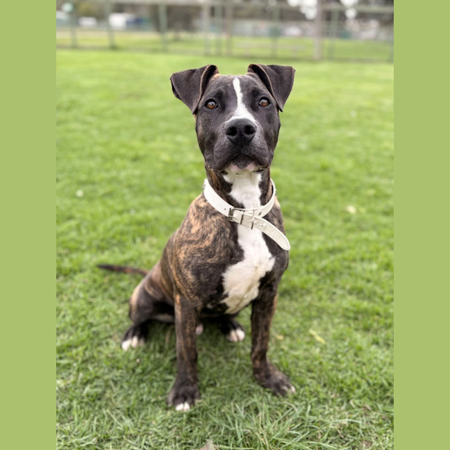 Photo of Taz