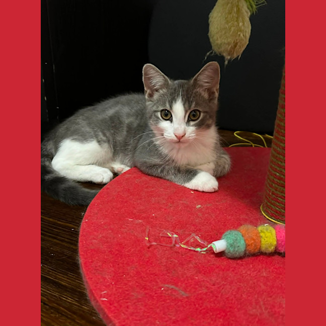 Photo of Penn **2nd Chance Cat Rescue**