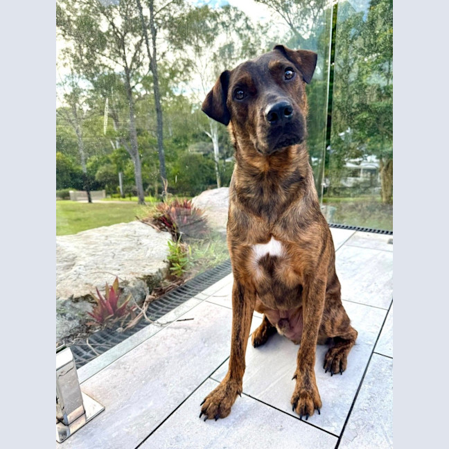 Photo of Dexter *$250 Adoption Fee*