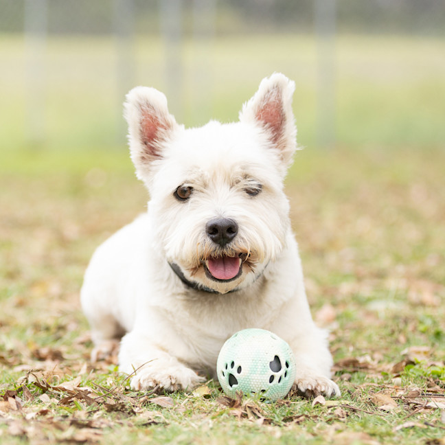 Photo of Scottie