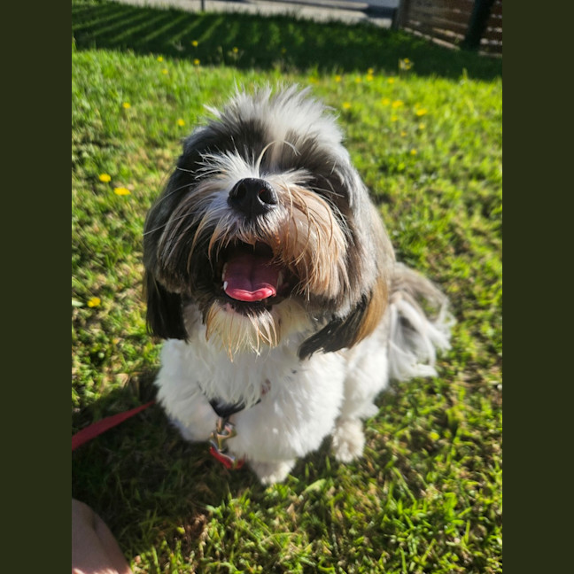 Photo of Alfie