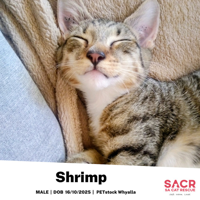 Photo of Shrimp