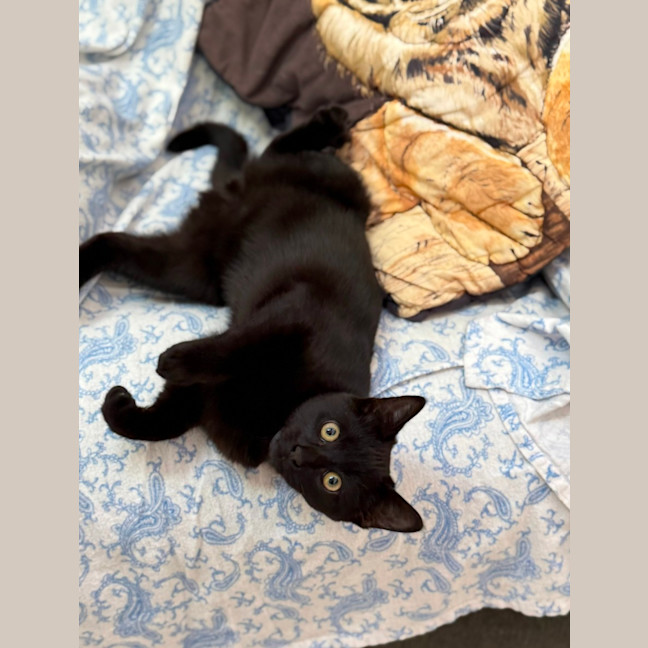 Photo of Jett (9001)