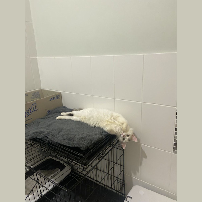 Photo of Pumpkin   Now Available At Pet Quarters Broadmeado