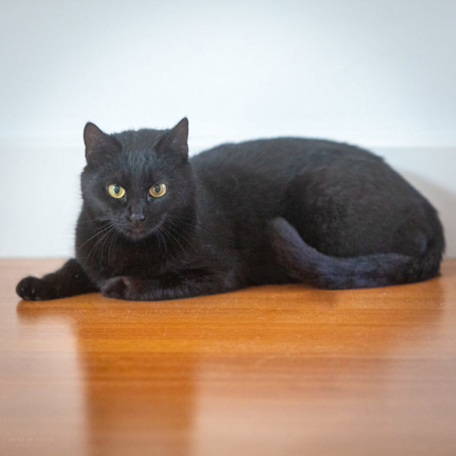 Photo of Midnight 