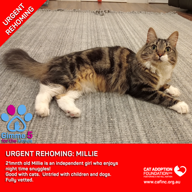 Photo of Millie Private Rehoming No Charge!
