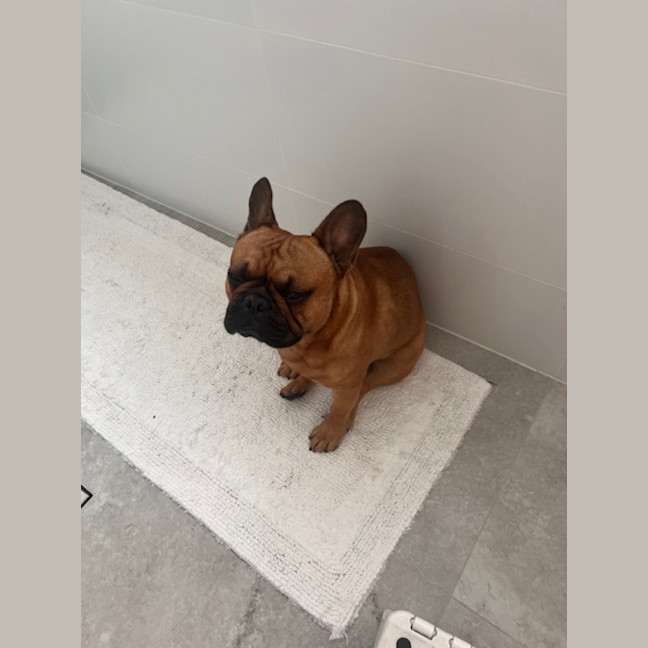 Photo of Buckley   3 Year Old French Bulldog