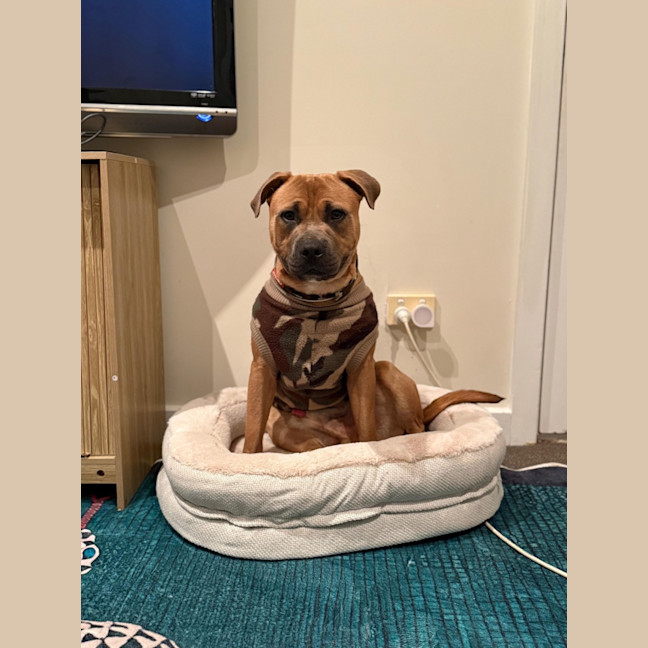 Photo of Scout