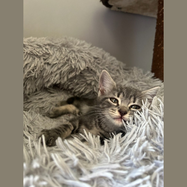 Photo of Norbert (Norbie)