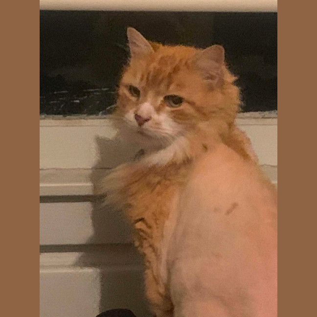 Photo of Chicken Wing