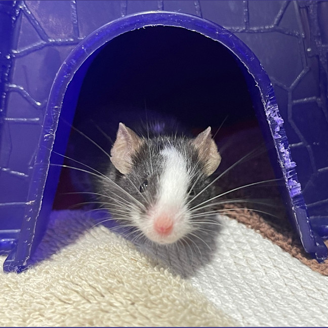 Photo of Cheddar