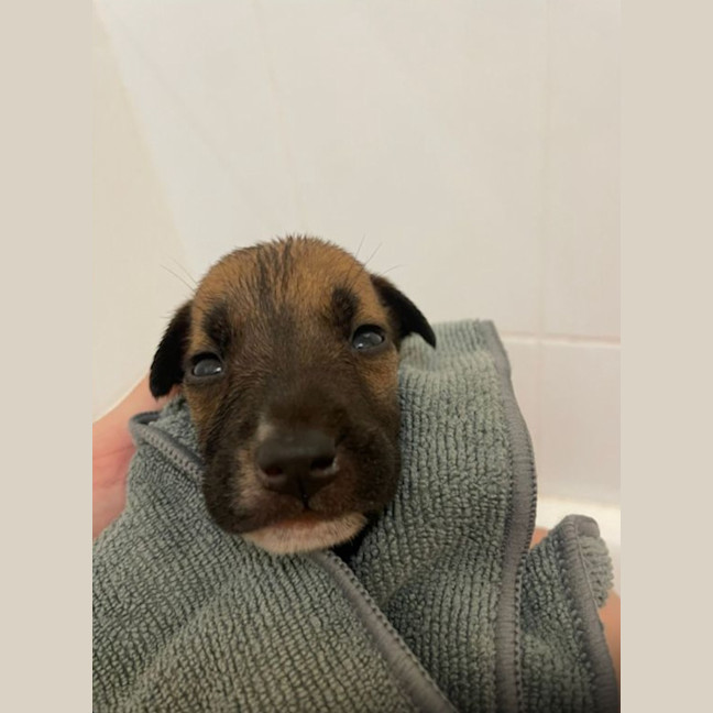 Photo of Rusty/Pumpkin Spice