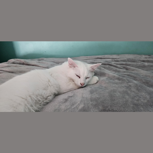 Photo of Cosima *9 Lives Project Rescue*