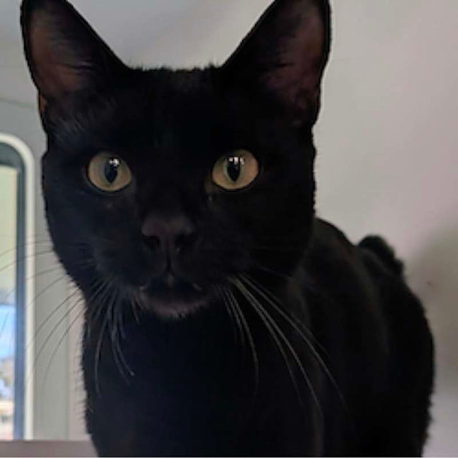 Photo of Kuro