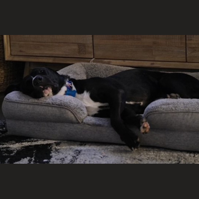Photo of Bentley
