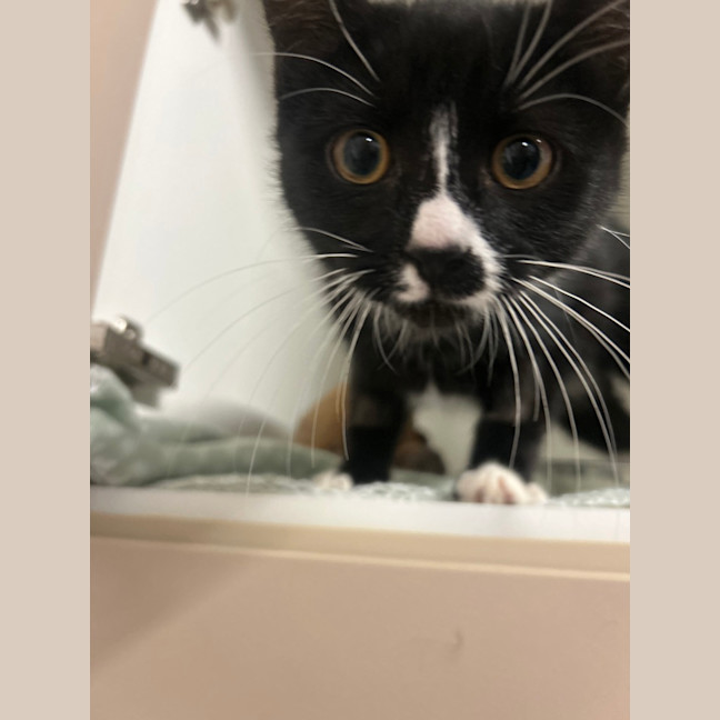 Photo of Eevee