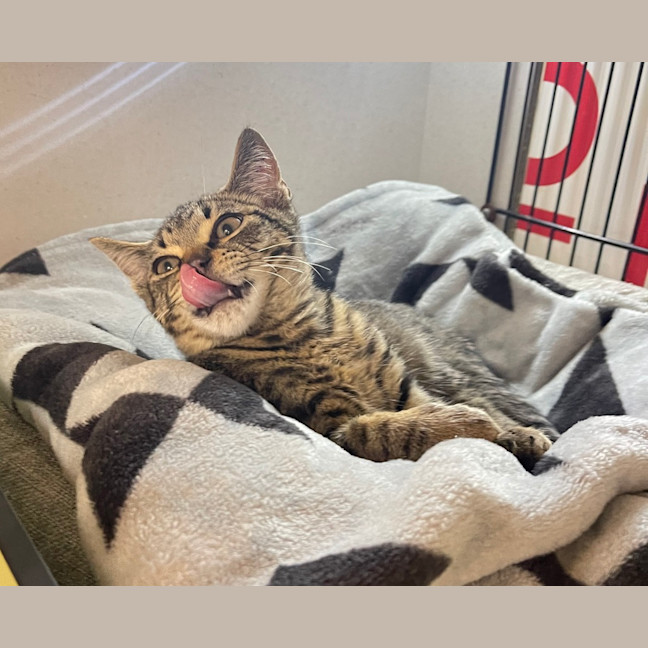 Photo of Cecil