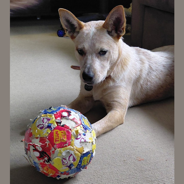Photo of Willow
